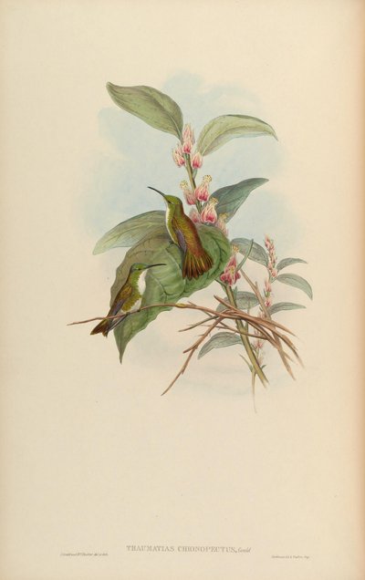 Thaumatias chionurus = Amazilia brevirostris chionopectus von John Gould